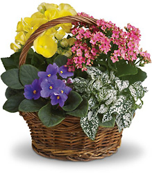 Spring Has Sprung Mixed Basket from Gilmore's Flower Shop in East Providence, RI